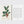 A Garden Eden. Masterpieces of Botanical Illustration