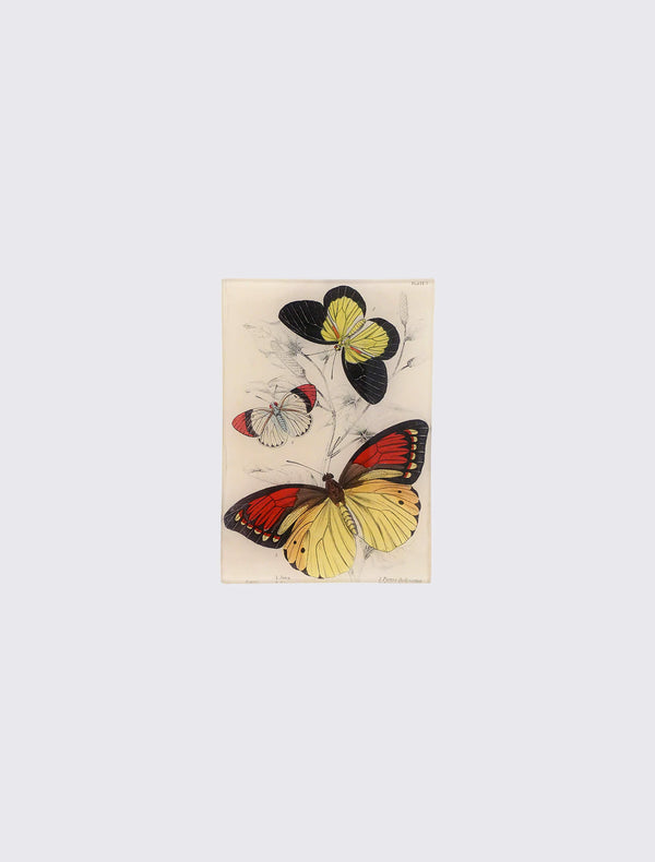 Ambonia