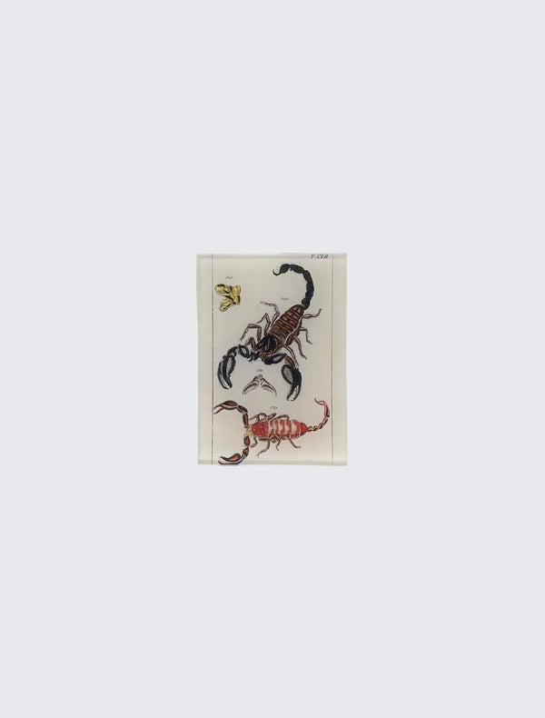 TXLII Scorpions 8.9 cm x 12.7 cm Rectangular