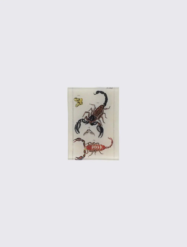 TXLII Scorpions