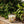 My First Baobab Miami 08