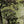 Sacred Trees Touba Max 24