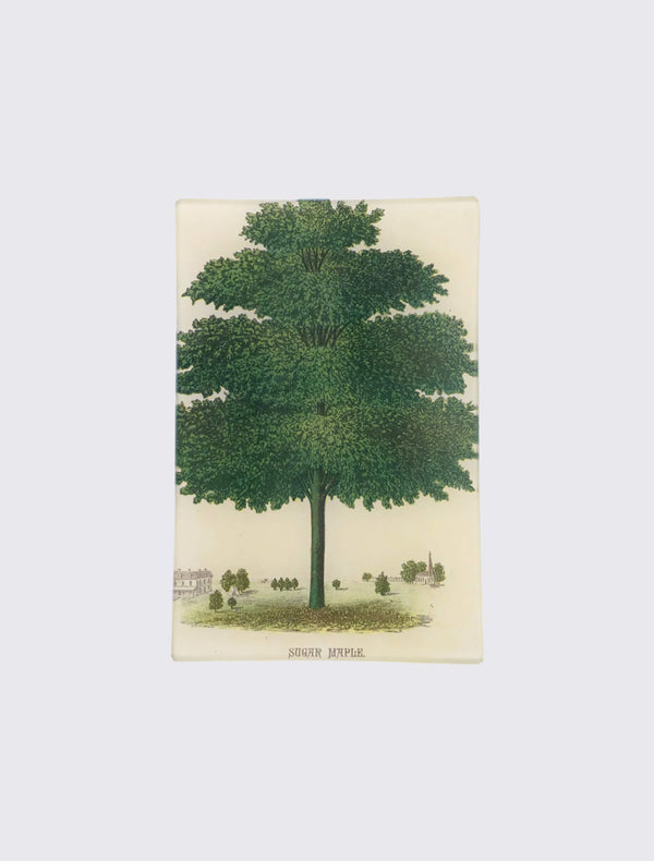 Arbor - Sugar Maple