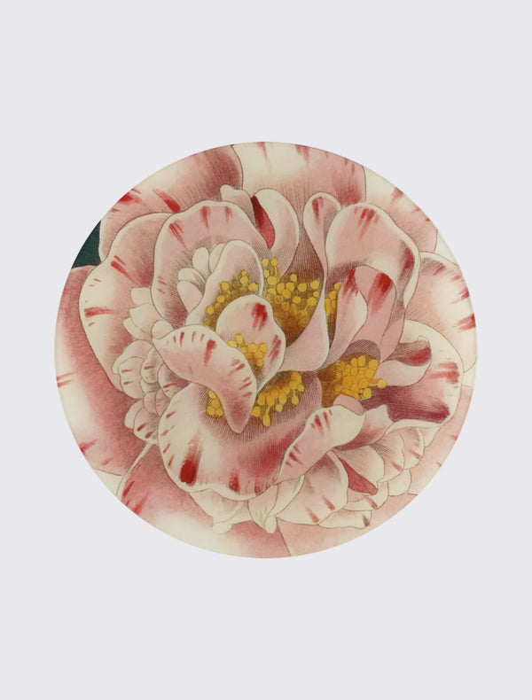 Variegated Camellia