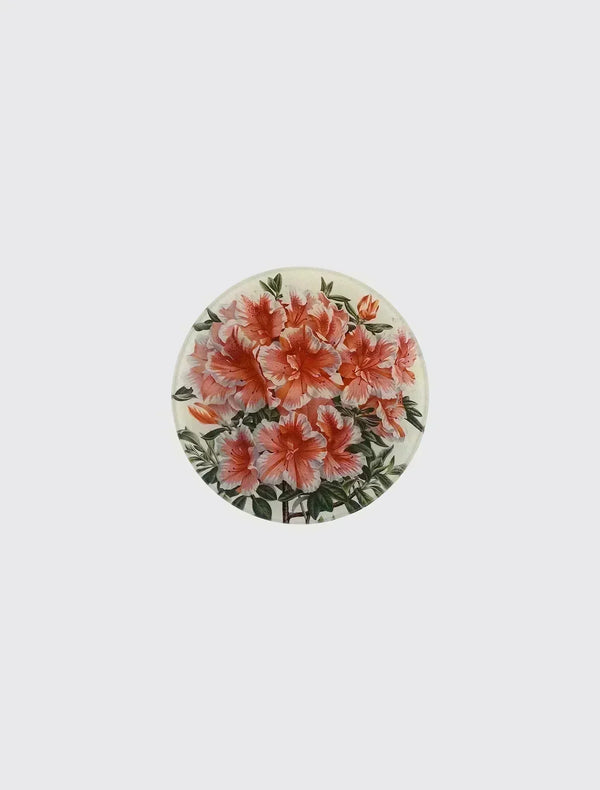 Azalea Variegated