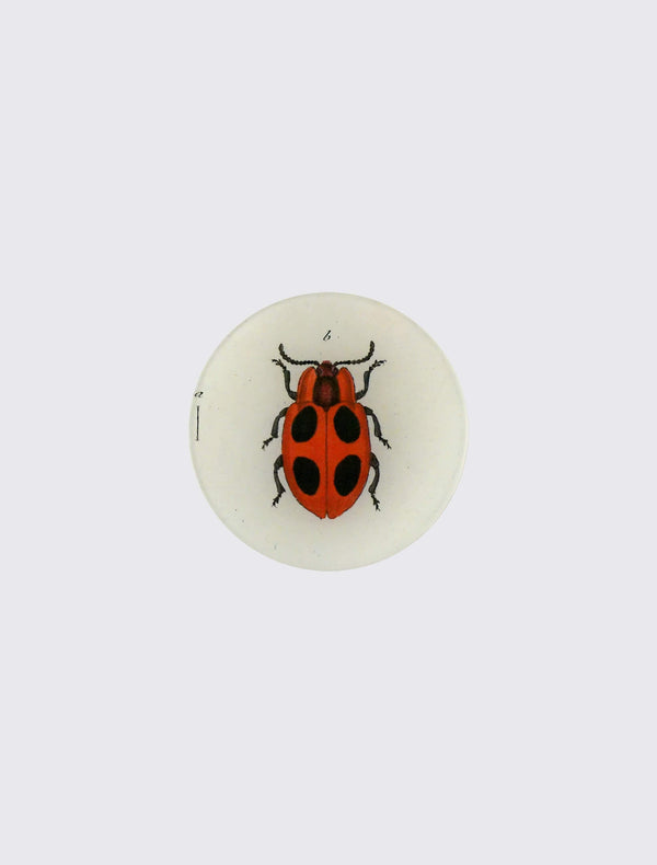Big Dot Lady Bug