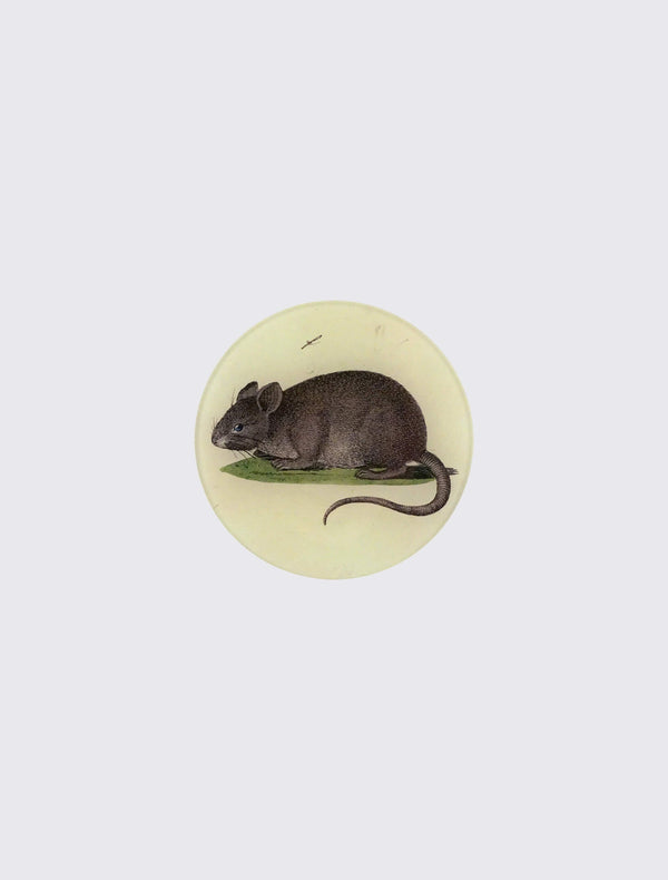 Blue-Eyed Mouse