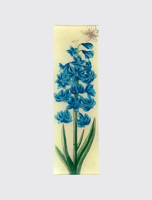 Blue Hyacinth