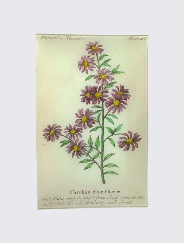 Carolina Starflower