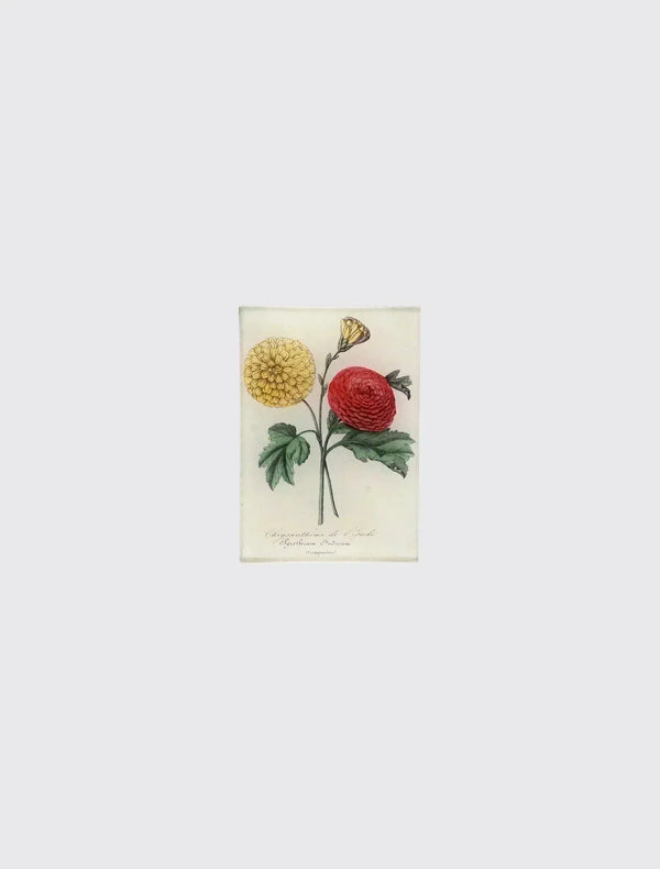 Chrysantheme