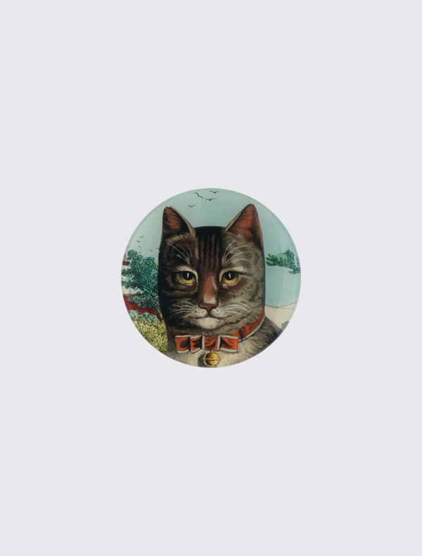 Country Cat