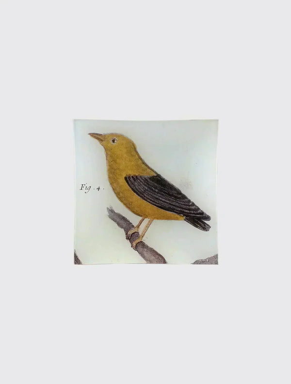Manakin