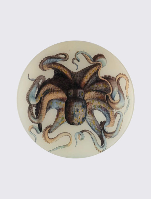Octopus