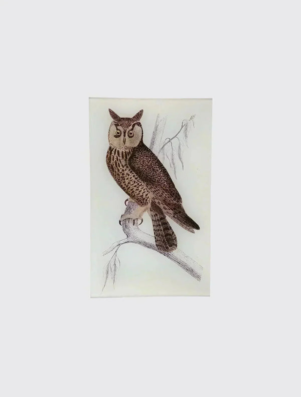 Owl