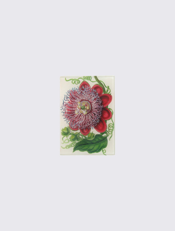 Passiflora