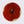 Red Poppy Center