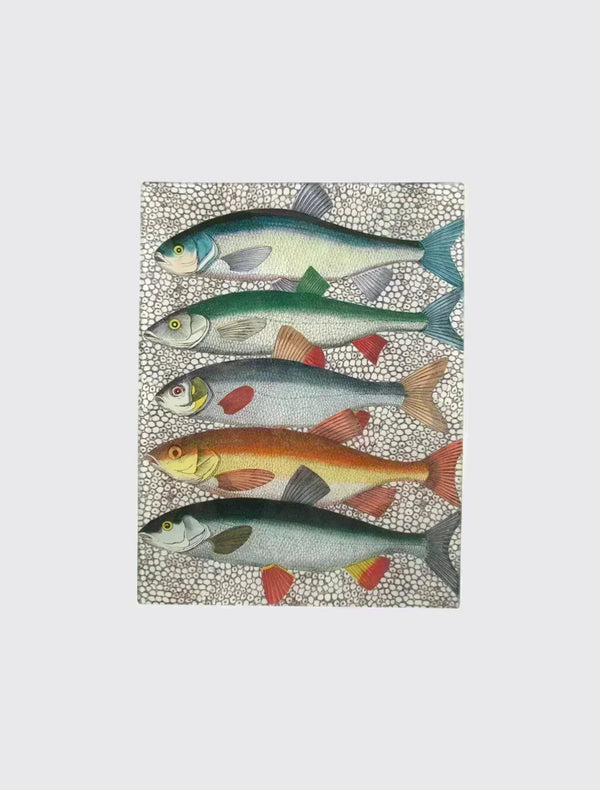 Some Fish