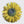 Sun Flower