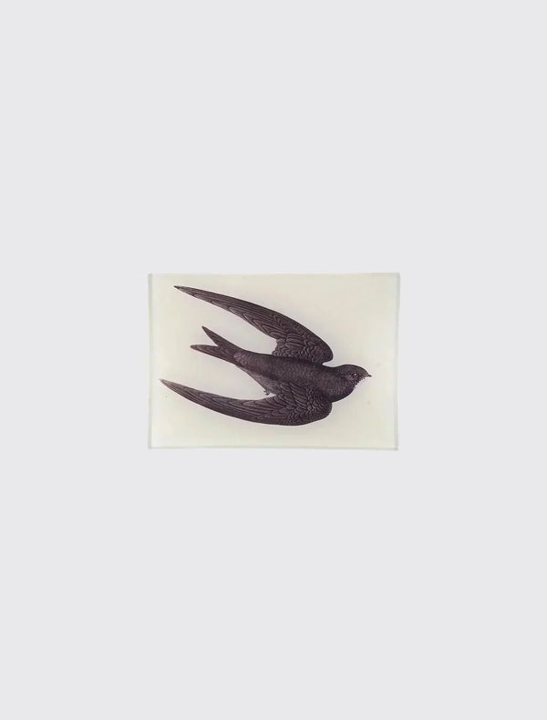 Swift (New)